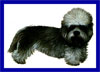 Click here for more detailed Dandie Dinmont Terrier breed information and available puppies, studs dogs, clubs and forums